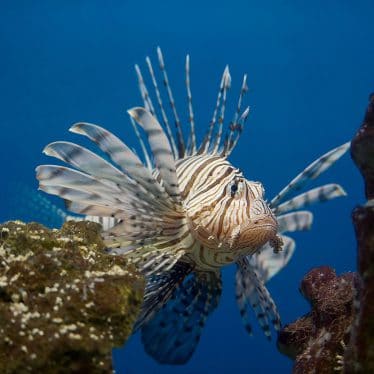 Grote koraalduivel in een zoutwater aquarium (zoutwatervissen)