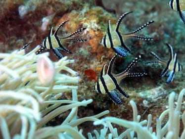 Juweel kardinaalbaars in een zoutwater aquarium (zoutwatervissen)