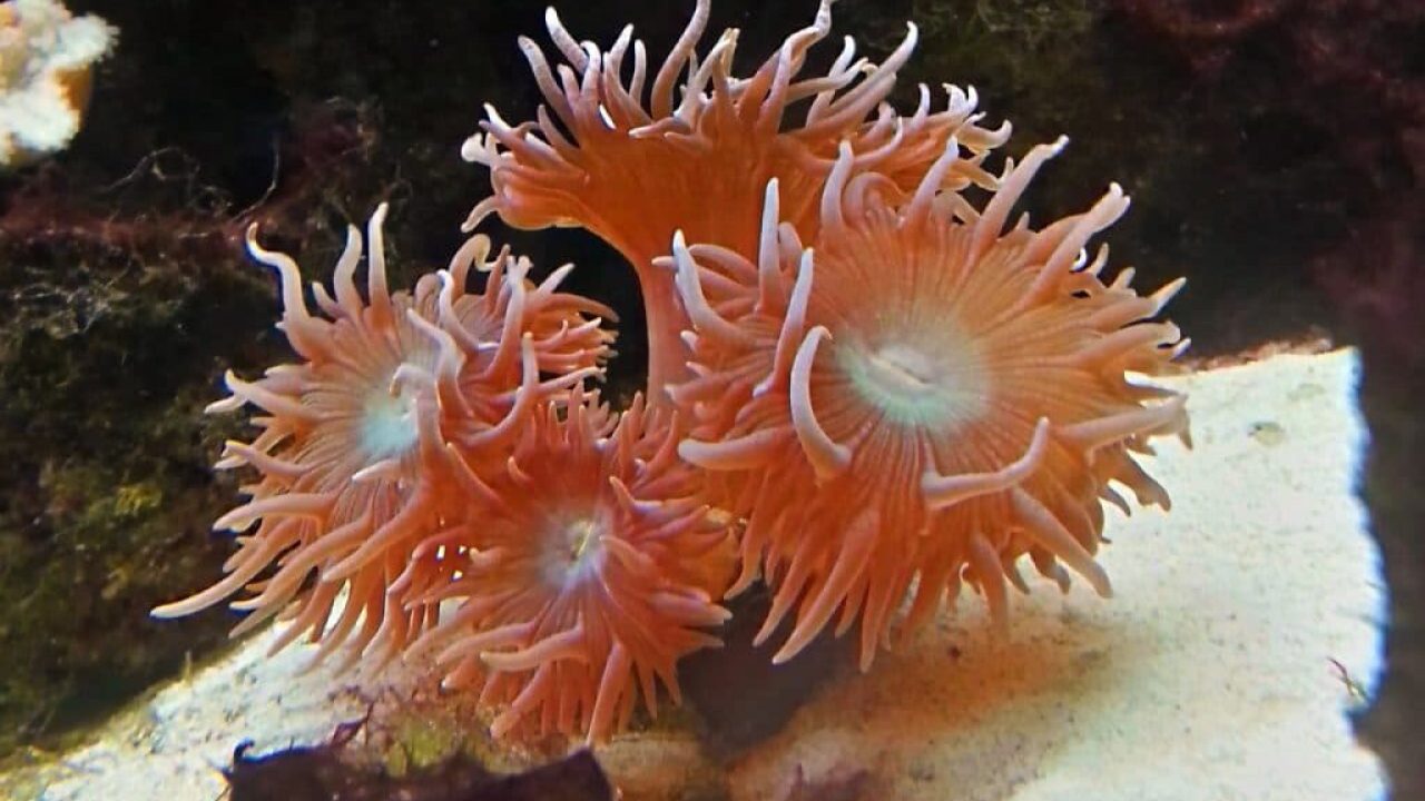 Reizen Te voet Pennenvriend Top 5 aquarium zoutwater koralen voor beginners (Tip)