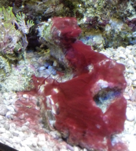intern barrière Goneryl Top 5 aquarium zoutwater koralen voor beginners (Tip)