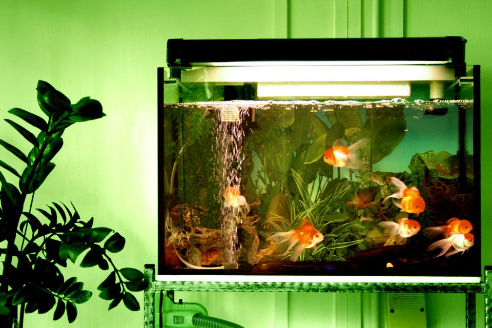Er is behoefte aan Attent boiler Krijg advies over teveel vissen in je aquarium met De Vismeter