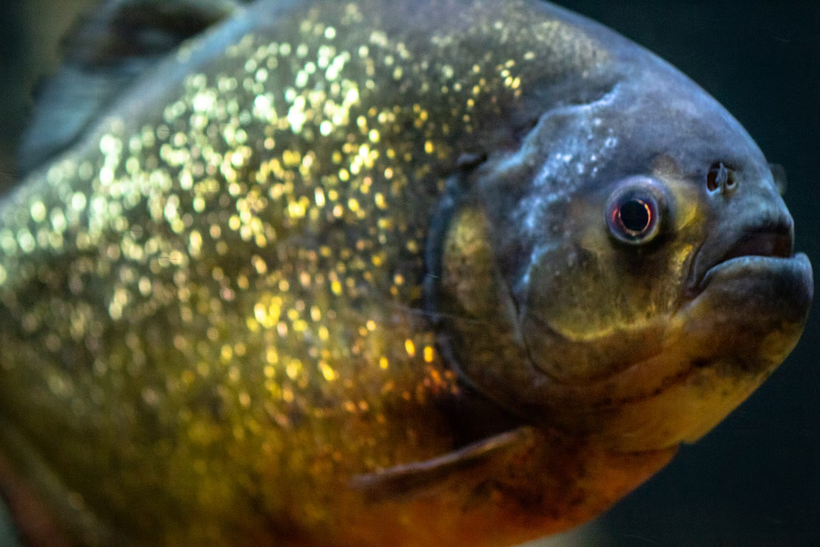 De Roodbuik Piranha (Pygocentrus Nattereri) - Alles wat je moet weten ...