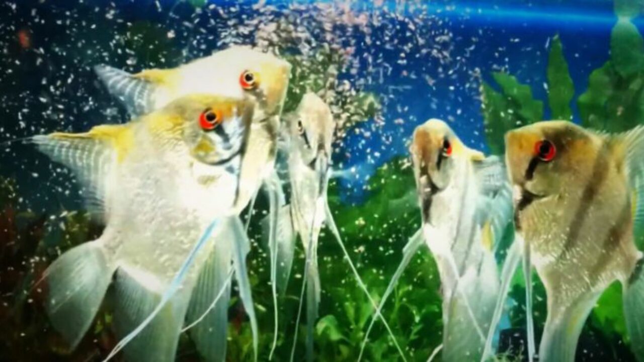 variabel Schepsel Uitstralen Het juiste voer voor de juiste aquariumvissen – Aquariumfans