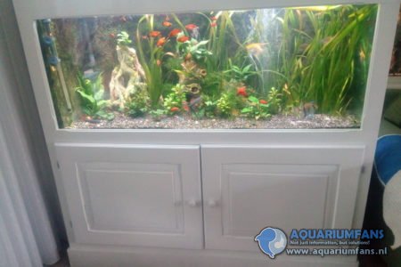 Rustgevend levendig aquarium