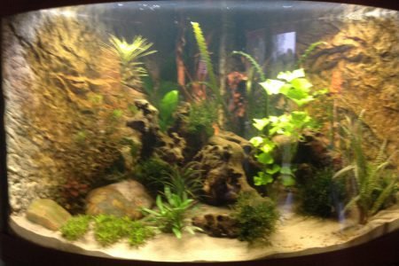 Mijn hoekaquarium dat er pas een paar weken staat