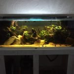 Gedimd licht, 1 LED (Fluval 2.0), Tetra EX 1200 Plus + AquaClear20 HOB (turf granulaat). 2x thermostaat (150W + 300W).