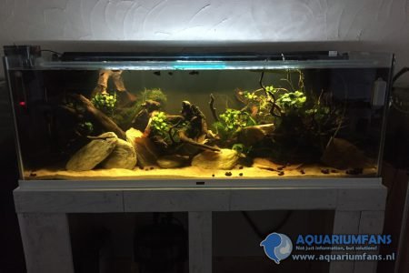 Gedimd licht, 1 LED (Fluval 2.0), Tetra EX 1200 Plus + AquaClear20 HOB (turf granulaat). 2x thermostaat (150W + 300W).