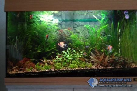 Mooie gezelschaps aquarium met veel planten en 4 prachtige maanvissen