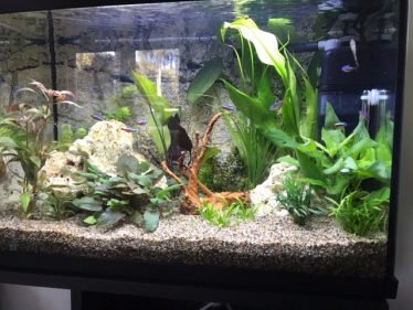 Beginners aquarium met hopelijk leuke balans in inrichting en leven