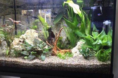 Beginners aquarium met hopelijk leuke balans in inrichting en leven