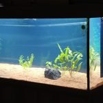 Mijn 80cm bak stond er tegenover, en 50% van dat aquariumwater in de nieuwe bak gedaan...en langzaam aan opstarten.